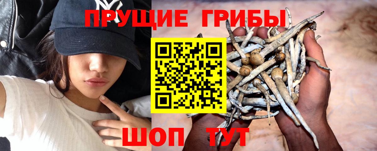 Псилоцибиновые грибы мицелий Подольск